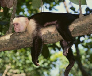 Silver King Lodge Visitors, Costa Rica